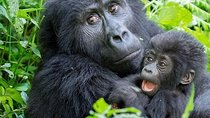3 Day Gorilla Trekking Tour Through Rwanda