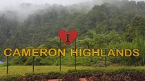 Cameron Highlands Amazing Day Trip Tour with Local Lunch