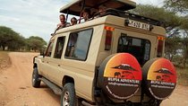 2 Days Tanzania Safaris - Tarangire & Ngorongoro Crater