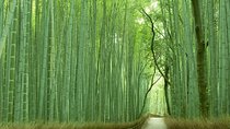 Kyoto Sagano Bamboo Grove & Arashiyama Walking Tour