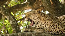 4 Day Budget Kruger National Park Safari