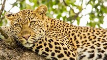 Full Day Safari - Kruger National Park