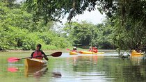 Kayak Safari