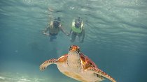 Tortugas & Cenotes Snorkel With Turtles Tour