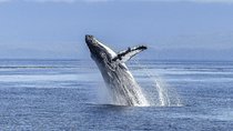 Whale Watching Tour from Cape Town