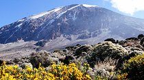 5 Days Marangu Route - Mount Kilimanjaro Trek