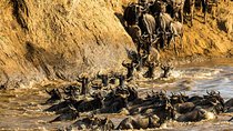 The Great Wildebeest Migration