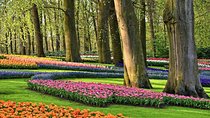 Transfer from Amsterdam to Keukenhof Gardens Tulip from Amsterdam