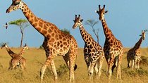 Kidepo National Park, Uganda 4-Day Tour