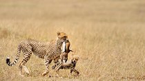 5 Day Serengeti, Tarangire, & Ngorongoro & Manyara Grass Root Safari.