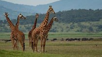 2-Day Akagera National Park Safari Adventure