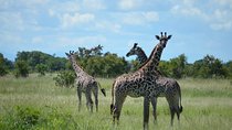 2 Days 1 Night Mikumi National Park from Dar es salaam
