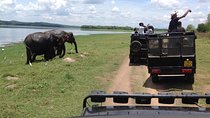 Minneriya National Park Safari Tour From Dambulla or Polonnaruwa