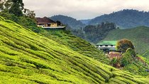 Kuala Lumpur City Hotels to Cameron Highlands 1-way Transfer