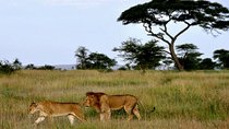  7 Days Tour Northern Tanzania Safari: 