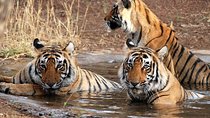 8-Day Private Golden Triangle Tour with a Ranthambore Wildlife Safari