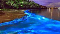 Mesmerizing Luminous Lagoon (Glistening Waters) Night Tour