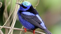 Bird watching ecofriendly tour from Cancun & Riviera Maya