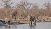 1 Day 1 Night Hwange National Park Safari