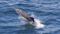 Dolphins Watching in Gibraltar - Day Trip from Seville