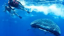 Private Whale Shark Ecofriendly Tour from Riviera Maya