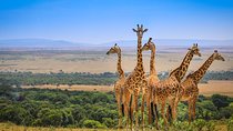 4 Day Masai Mara and Lake Nakuru Camping Tour
