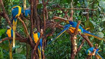 Iguassu Bird Park - Tickets Included