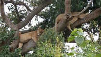 3 Days Queen Elizabeth national Park Safari Holiday