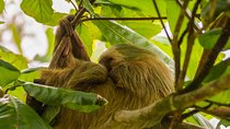 Sloth Watching Tour Experience Costa Rica