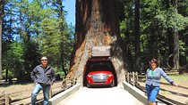 Avenue of the Giants Redwoods private 2-day tour +1 night hotel