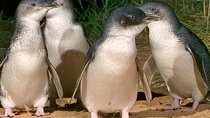 A Memorable Private Tour of Phillip Island With Penguin Parade 