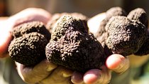 Truffle hunting near Rome with 7-course lunch