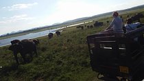 Private Minneriya National Park Jeep Safari And Sigiriya Tour