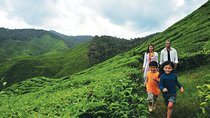 Cameron Highlands Full Day Tour (pick up from Kuala Lumpur)