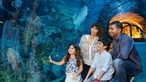 Half Day Dubai City Tour & visit to Dubai Aquarium Underwater Zoo