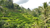 Bali Island Tour with Lunch