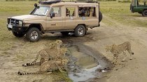 3 Days Masaai Mara budget safari