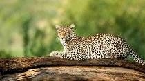 4 Days Experience big five in Tarangire, Serengeti & Ngorongoro Safari