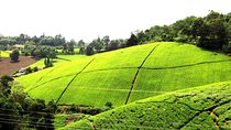 Kiambethu Tea Farm Day Tour from Nairobi 