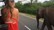Yala Safari Drive From Galle, Weligama, Mirissa & Dickwella