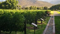 Private Cape Winelands Ful Day Ultra Flexible Guided Tour.