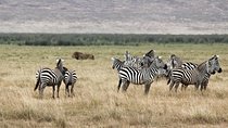 Cape Town 2Days Tour-Aquila Safari Robben-IslandGetaway Overnight