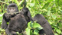 2 Day Gorilla Trekking Safari in Uganda via Kigali