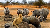 Night Rhino Game Drive and Bush Dinner from Victoria Falls
