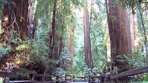 From San Francisco: Guided Tour to Muir Woods Coastal Redwoods