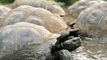The Galapagos Giant Tortoise Experience + Los Gemelos | Shared
