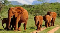6Days Amboseli, Lake Nakuru and Masai Mara Camping Safari on Jeep