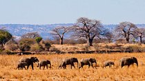 Tarangire National Park Day Tour