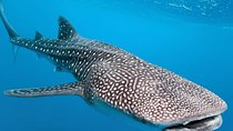 Whale Shark Encounter Experience in Cancun (Snack Lunch included)