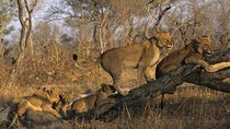 3 Day Kruger National Park and Crocodile River Safari